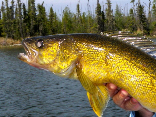 Walleye (Pickerel) Fishing